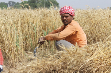 Индия закупила в госрезерв рекордный объем пшеницы нового урожая